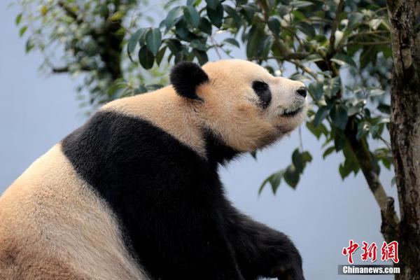 重庆 半套(阿合奇县),重庆哪里半套
